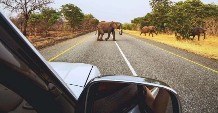 Improve your road trip journey